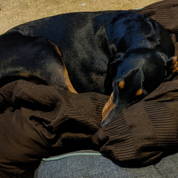 Meet your Posher, Riley - Picture 2 of 2